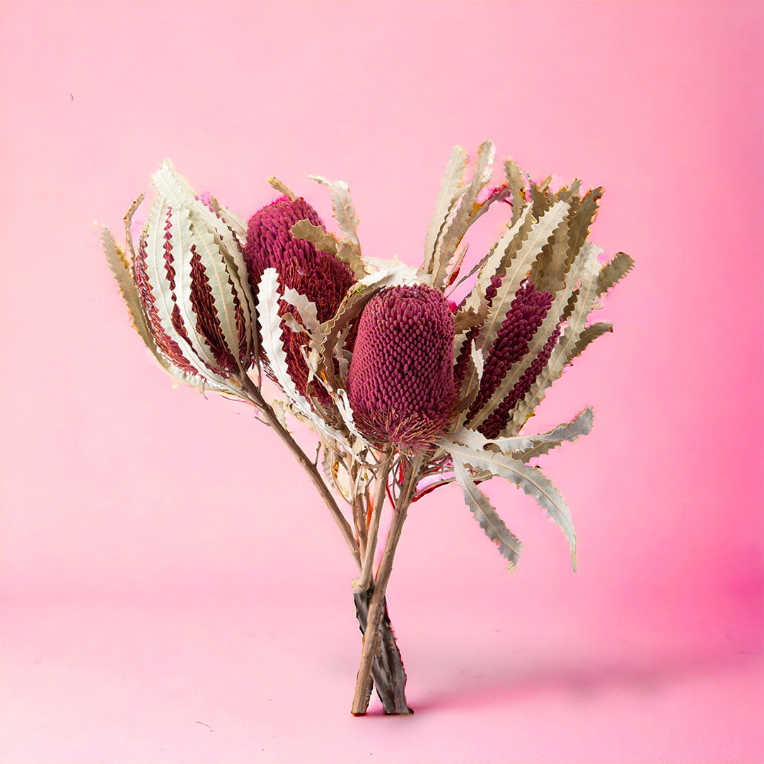 5 Pezzi • Banksia hookerana • 40 cm