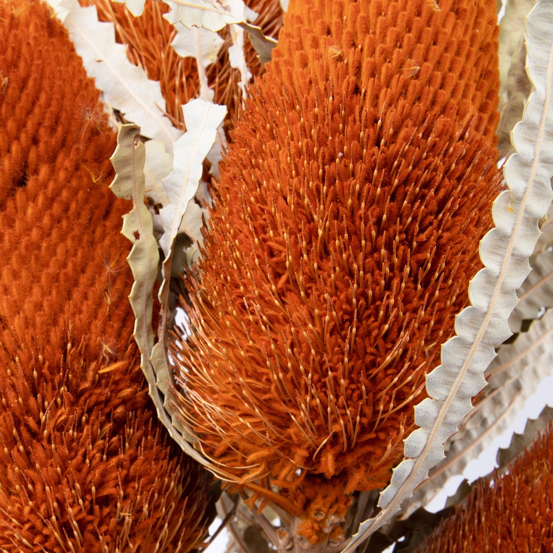 5 Pezzi • Banksia hookerana • 40 cm