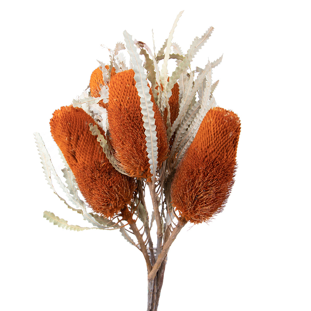 5 Pezzi • Banksia hookerana • 40 cm