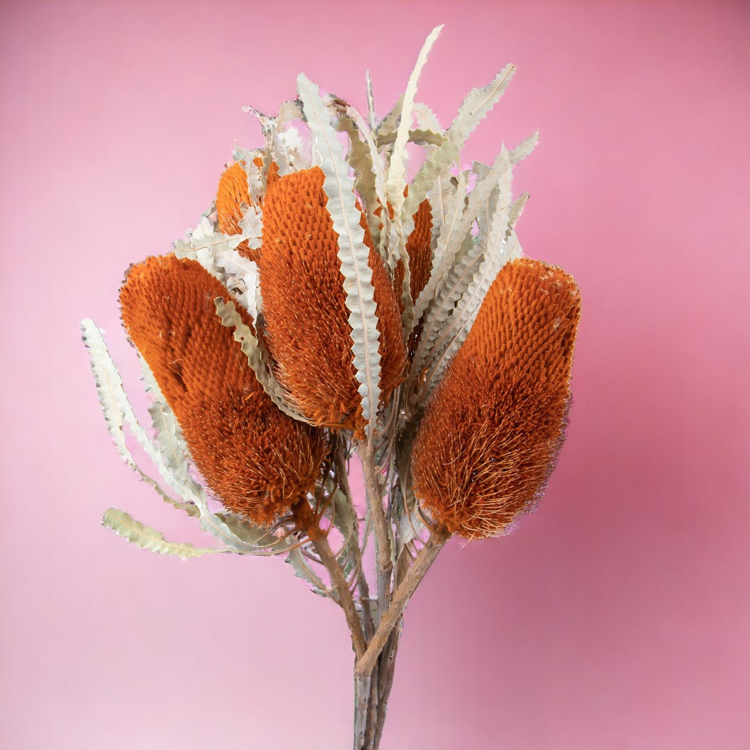 5 Pezzi • Banksia hookerana • 40 cm