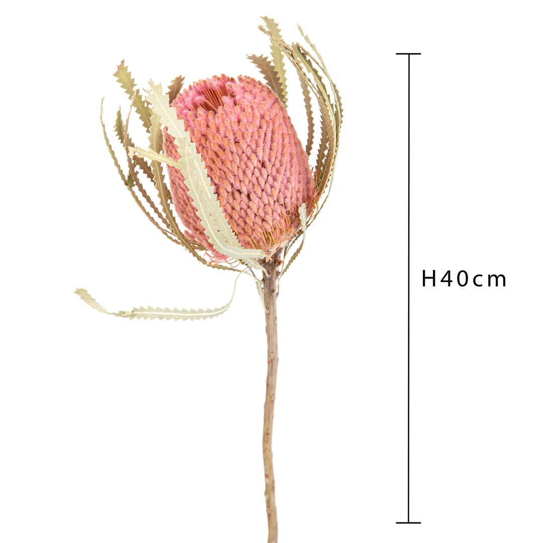 5 Pezzi • Banksia hookerana • 40 cm