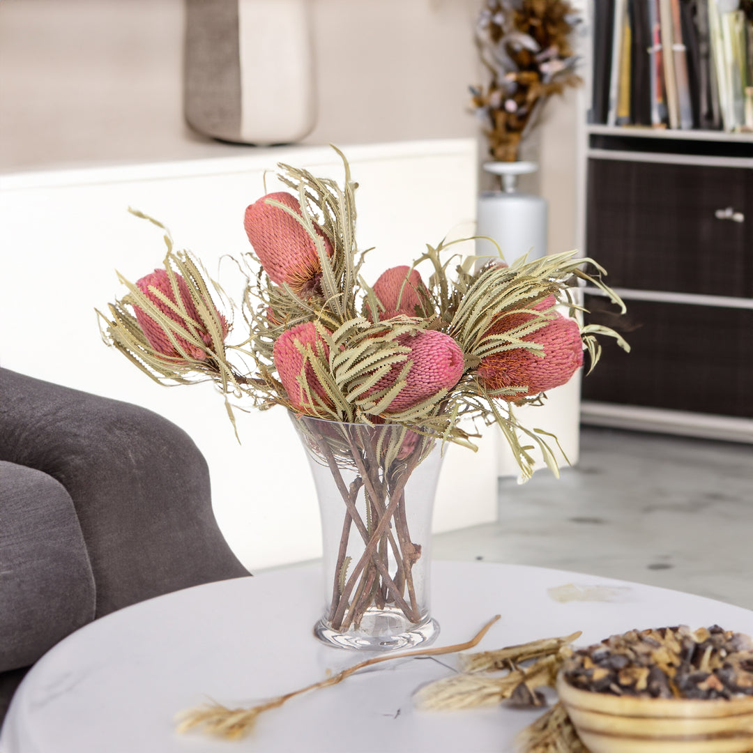 5 Pezzi • Banksia hookerana • 40 cm