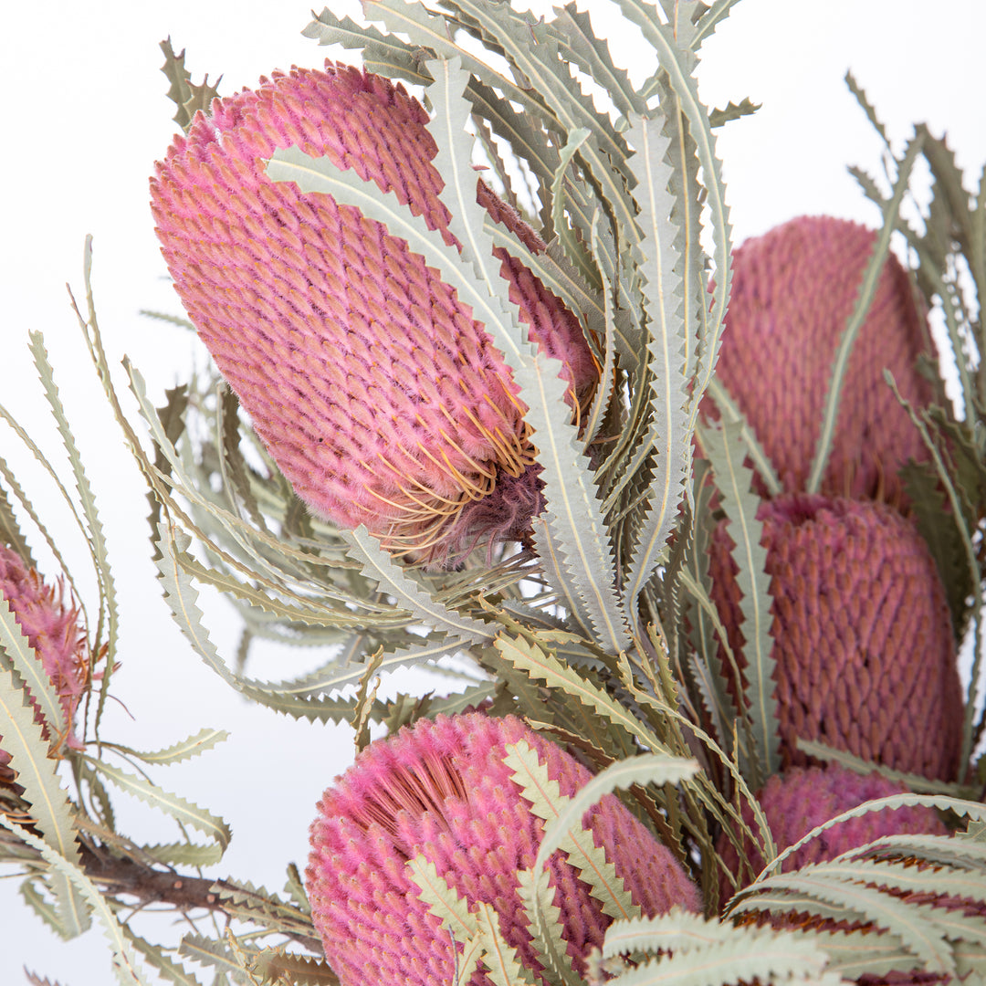 5 Pezzi • Banksia hookerana • 40 cm