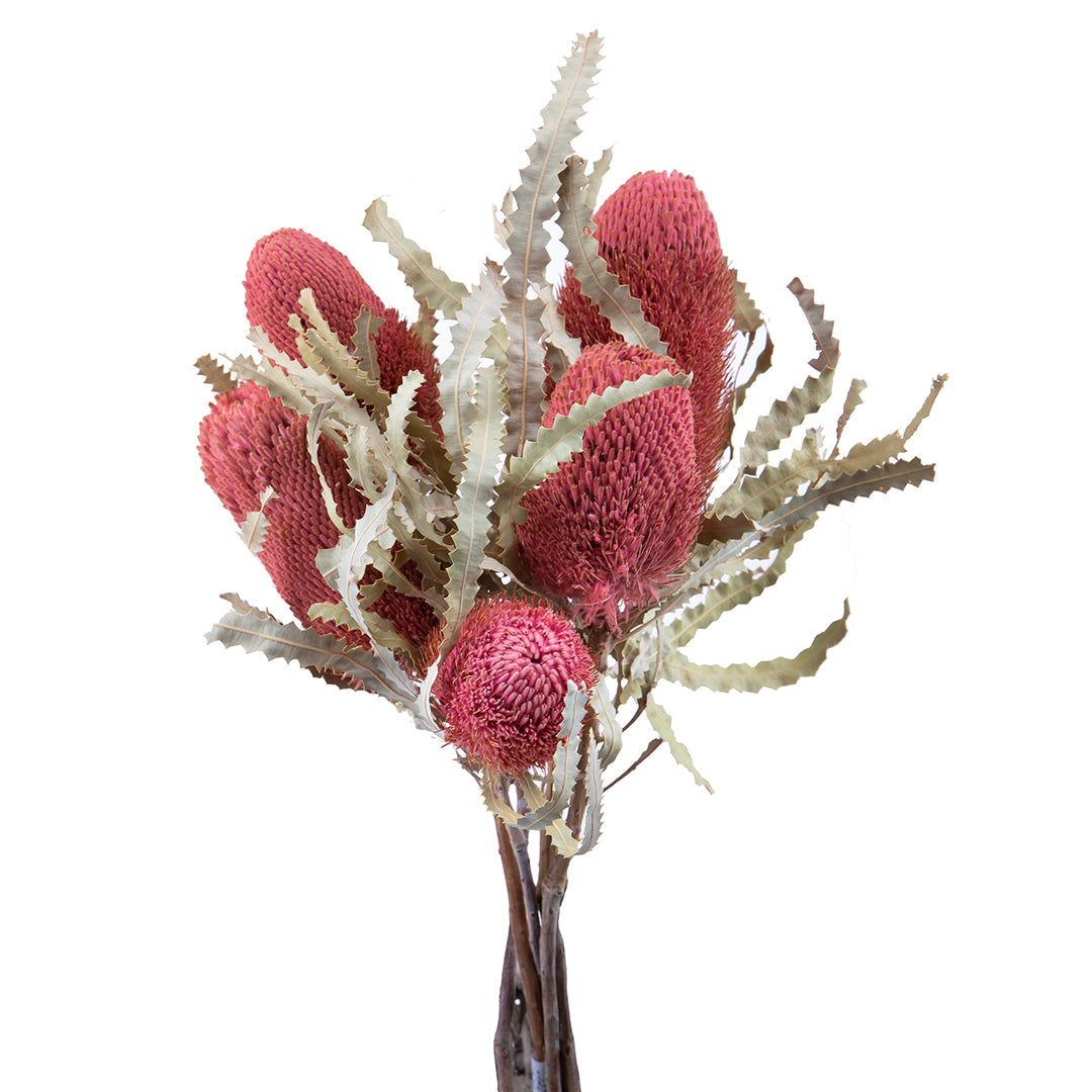 5 Pezzi • Banksia hookerana • 40 cm