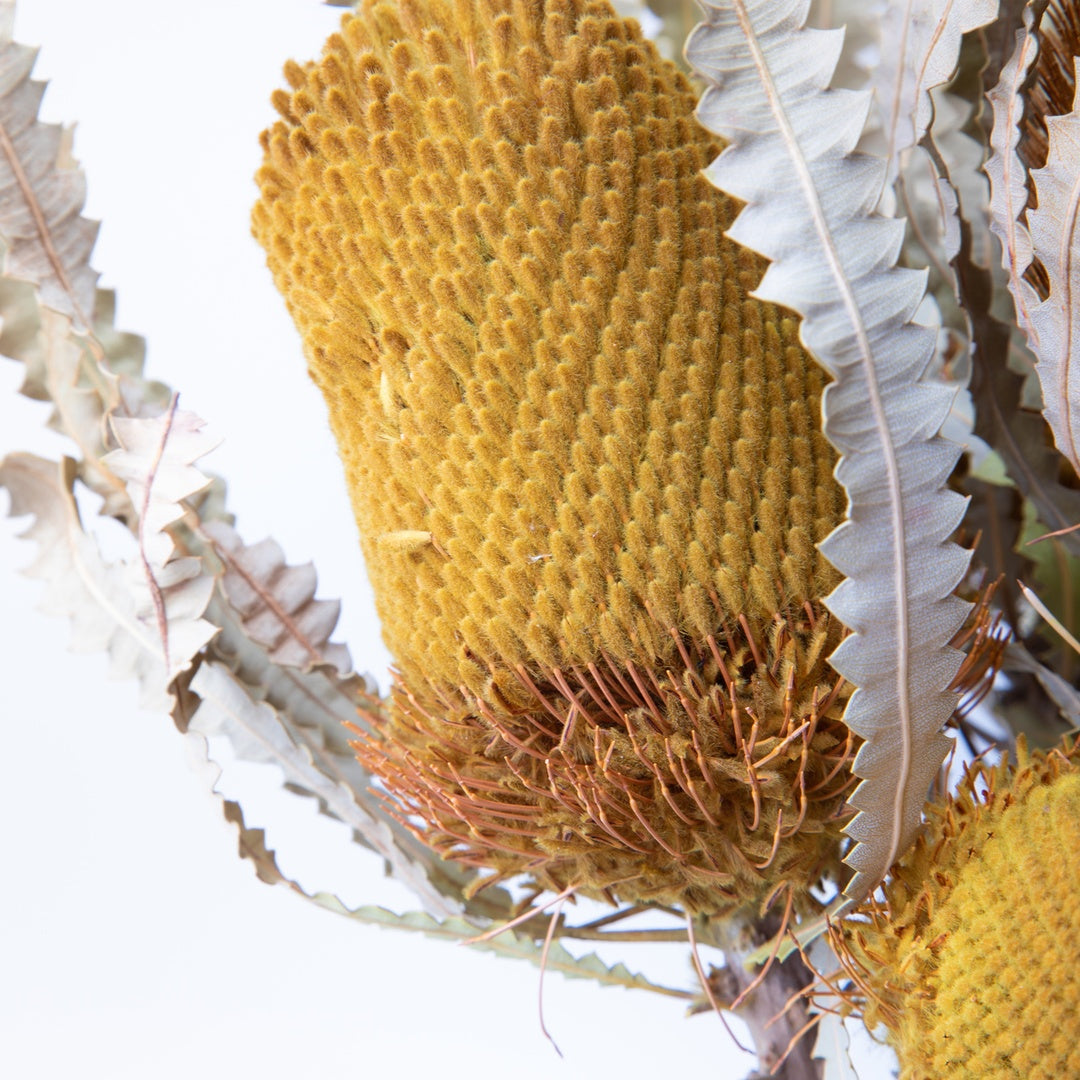 5 Pezzi • Banksia hookerana • 40 cm