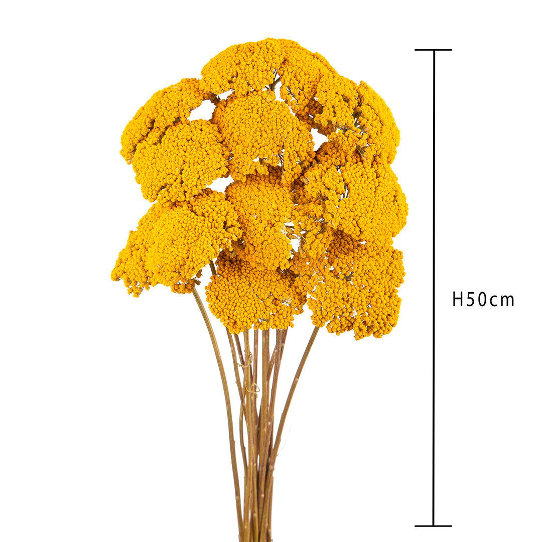 4 Pezzi • Achillea filipendula • 80 cm