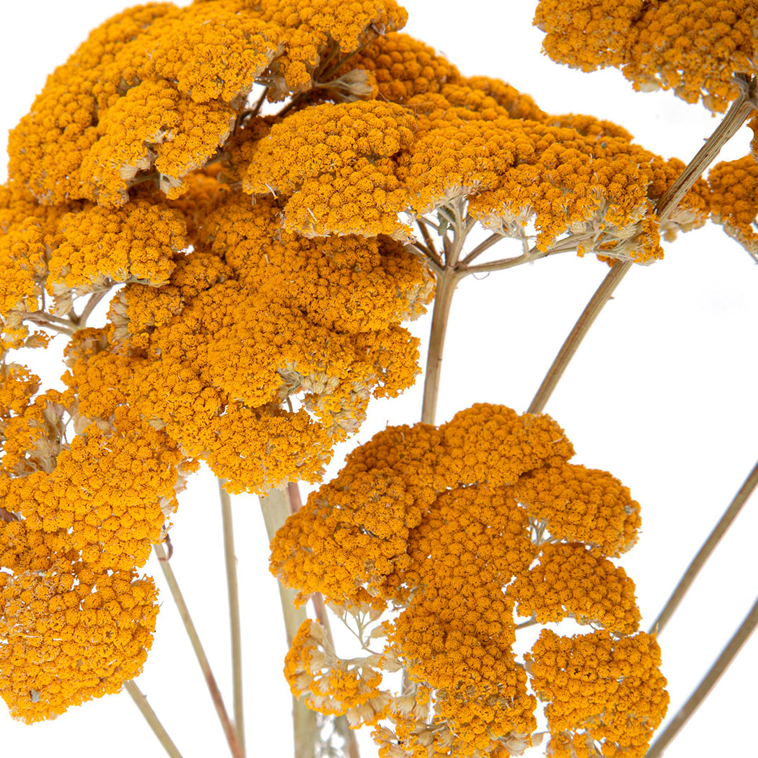 4 Pezzi • Achillea filipendula • 80 cm