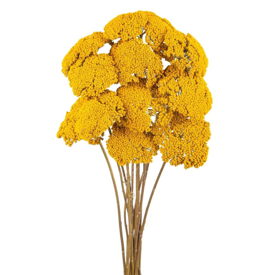 4 Pezzi • Achillea filipendula • 80 cm