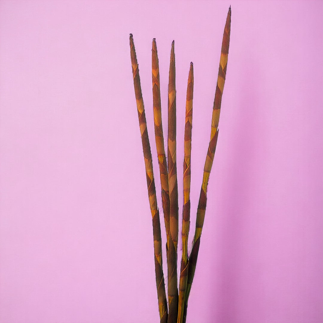 15 Pezzi • Assegai 18 pezzi • 9,5 cm