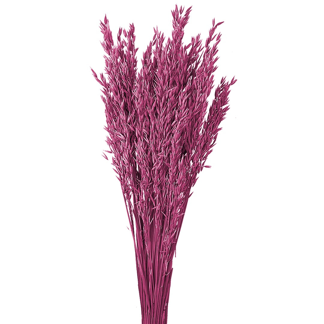 5 Pezzi • Avena coltivata colorata • 65 cm