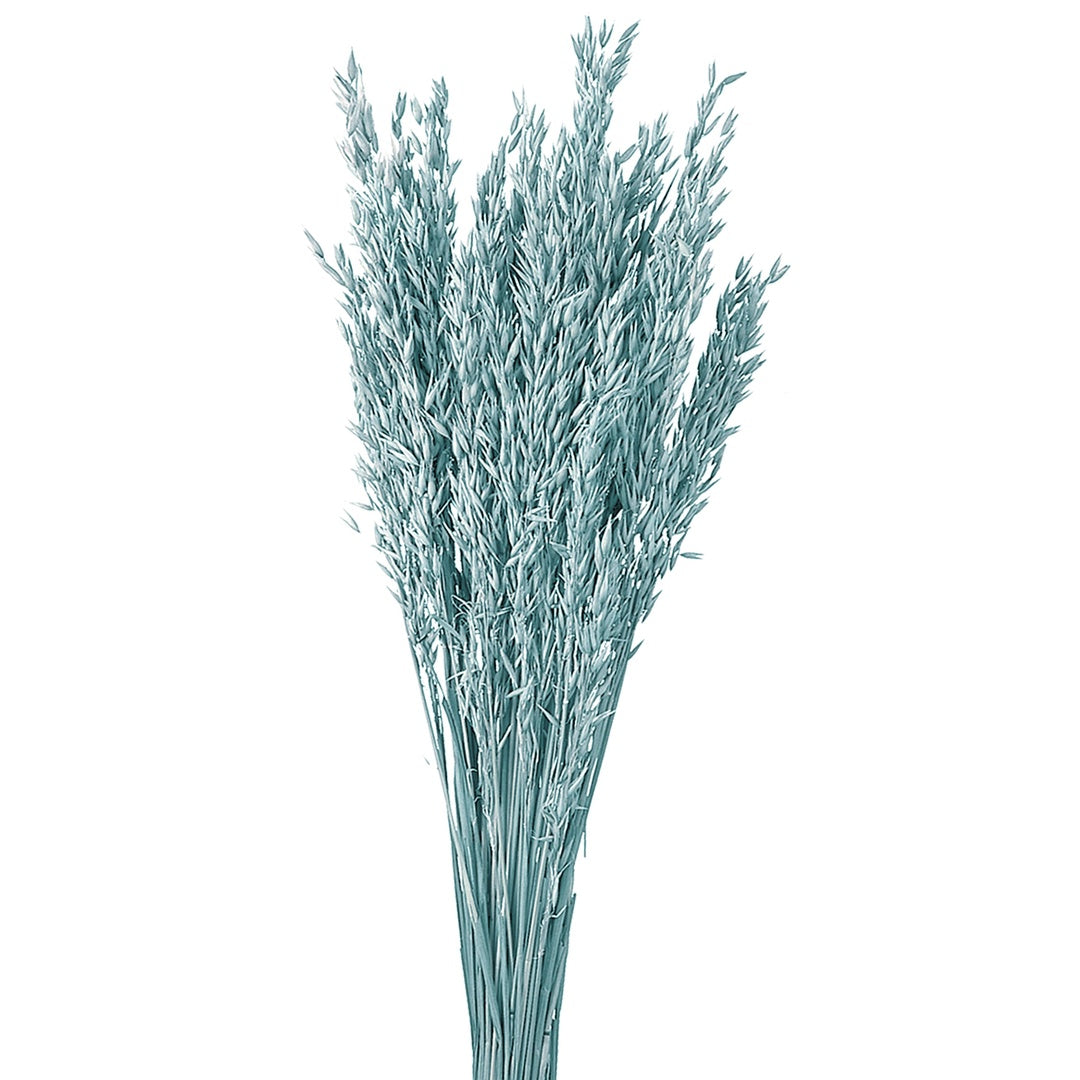 5 Pezzi • Avena coltivata colorata • 65 cm