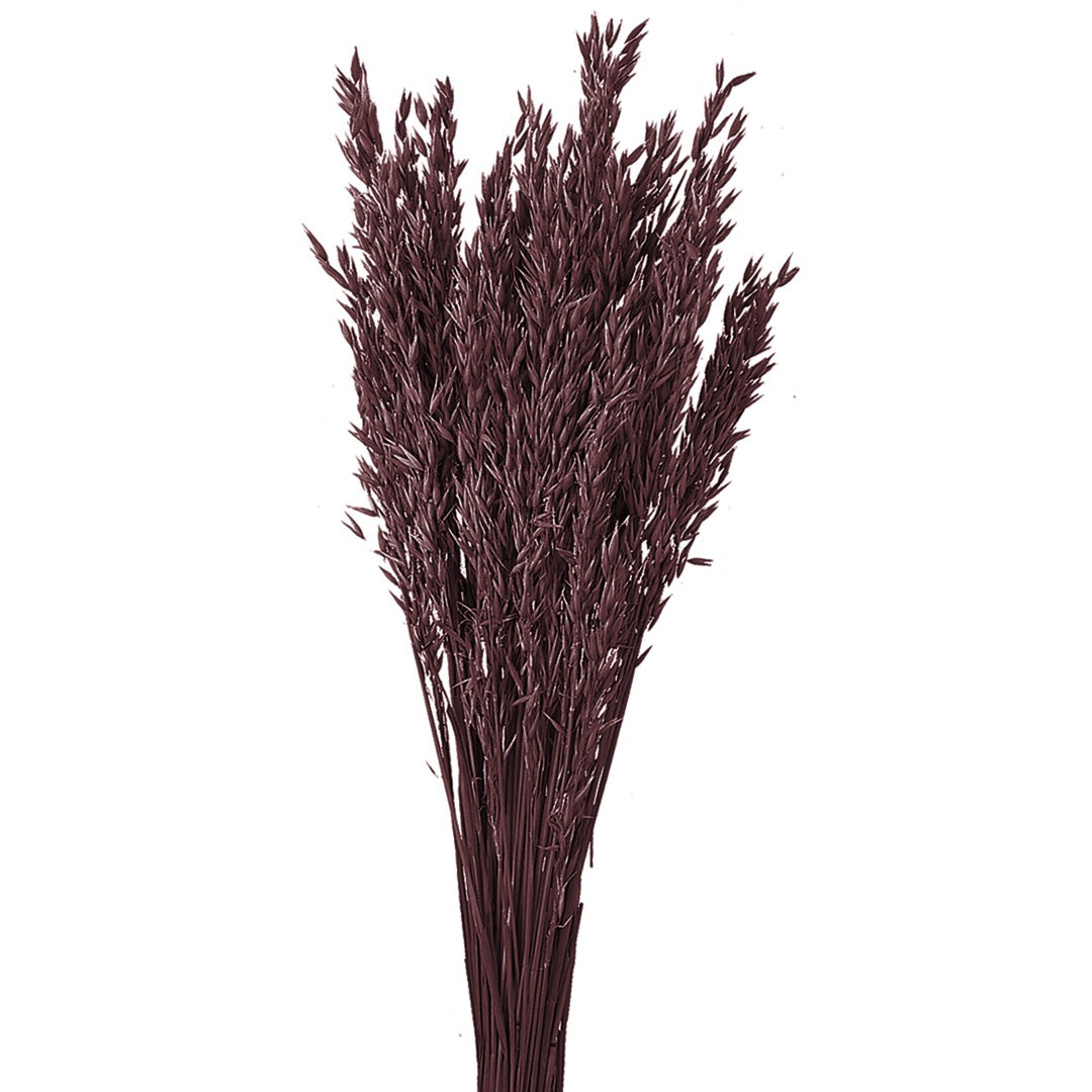 5 Pezzi • Avena coltivata colorata • 65 cm