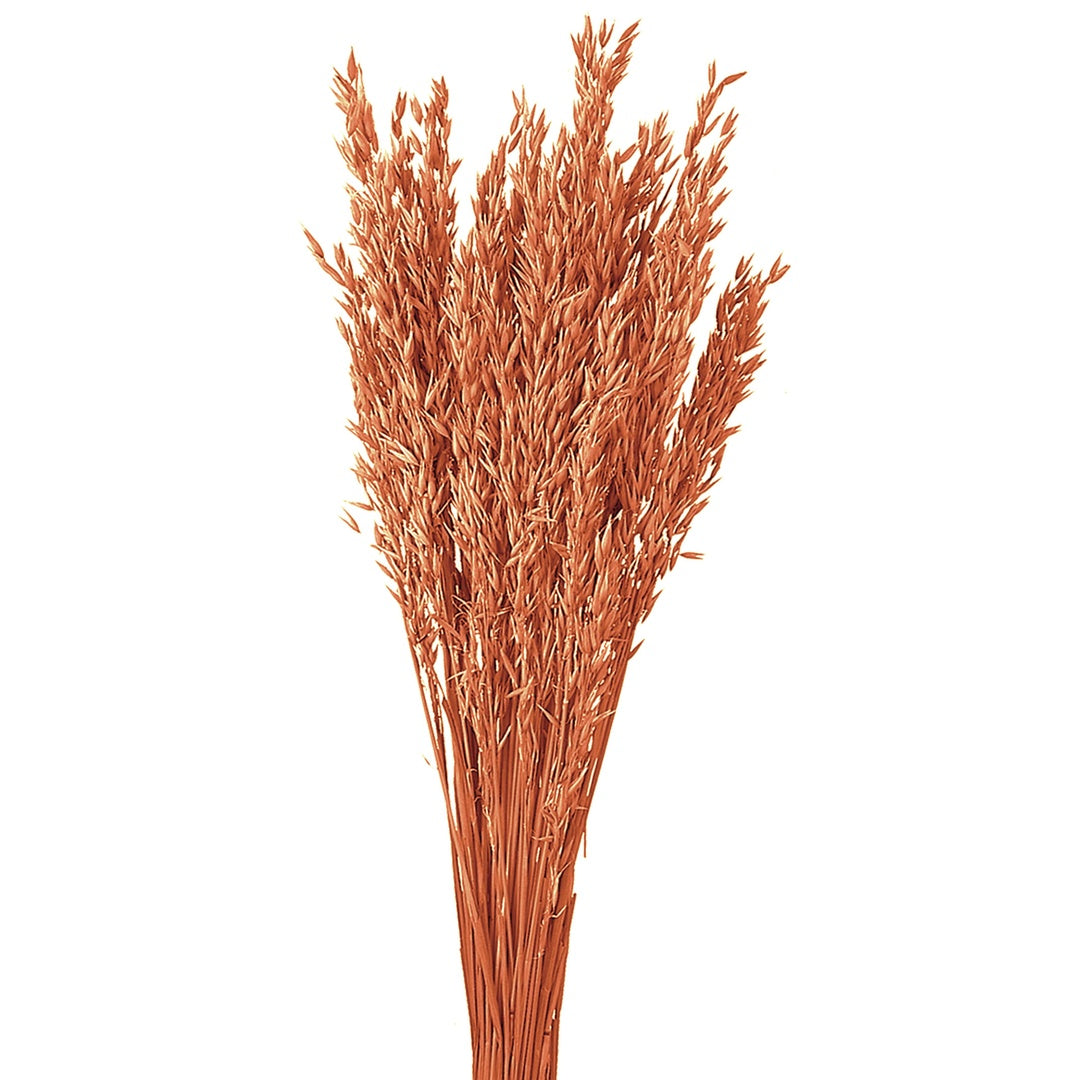 5 Pezzi • Avena coltivata colorata • 65 cm