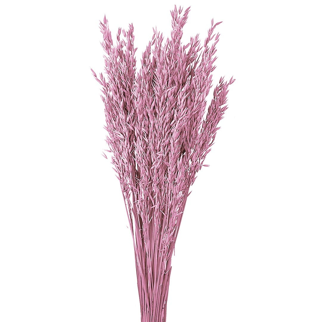 5 Pezzi • Avena coltivata colorata • 65 cm