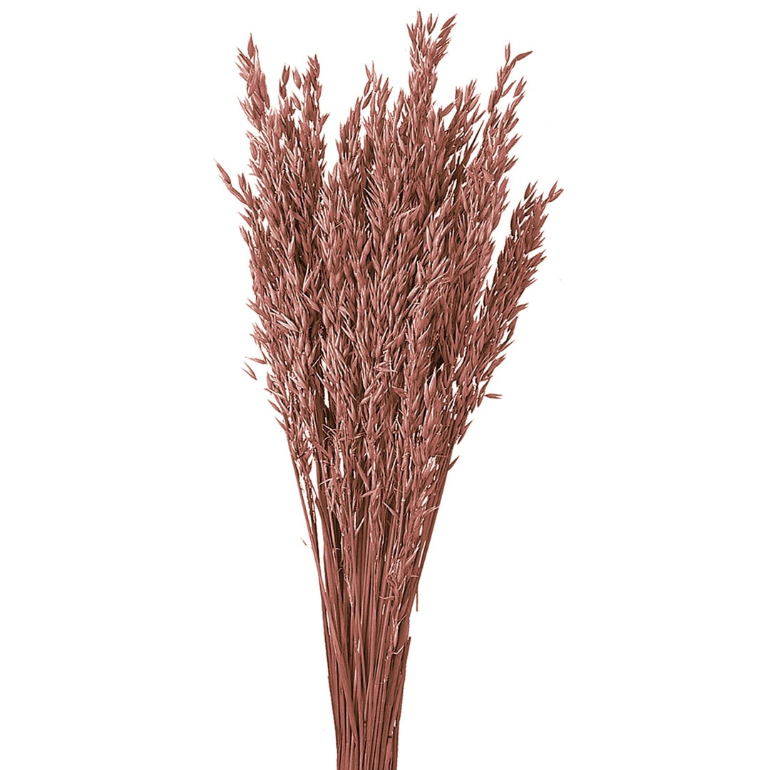 5 Pezzi • Avena coltivata colorata • 65 cm