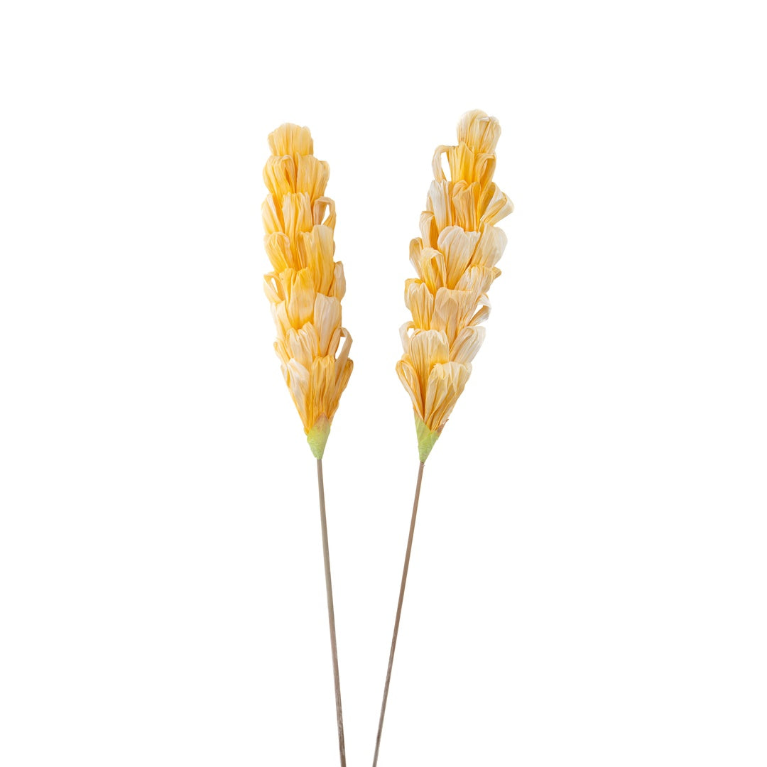 5 Pezzi • Protea silvia 5 pezzi • 90 cm