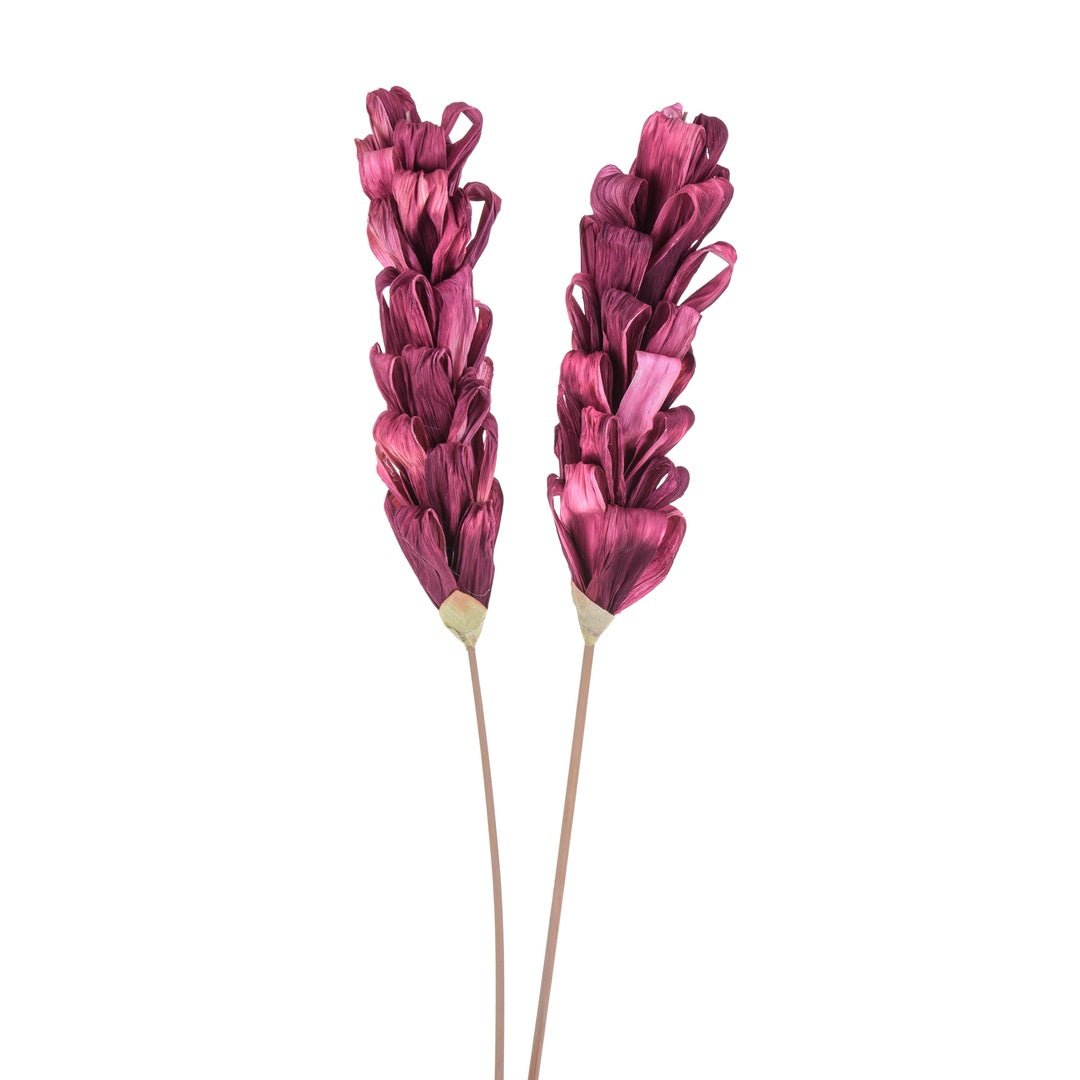 5 Pezzi • Protea silvia 5 pezzi • 90 cm