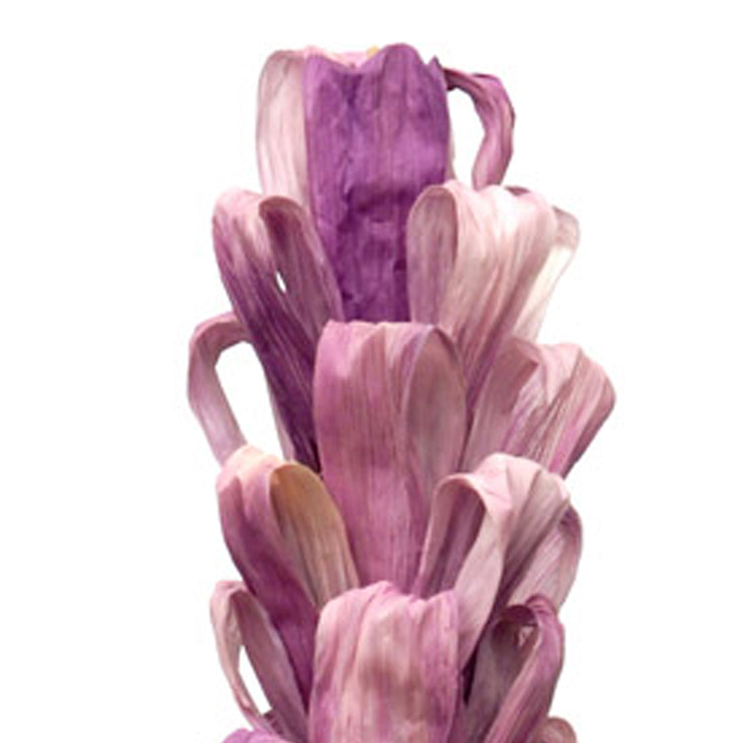 5 Pezzi • Protea silvia 5 pezzi • 90 cm