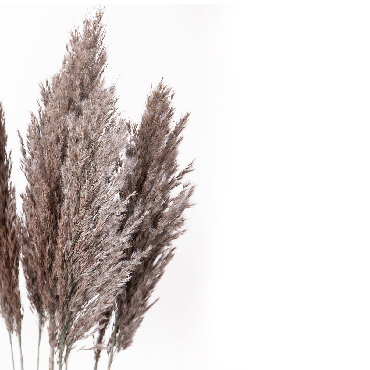 6 Pezzi • Canne Piuma naturale • 115 cm