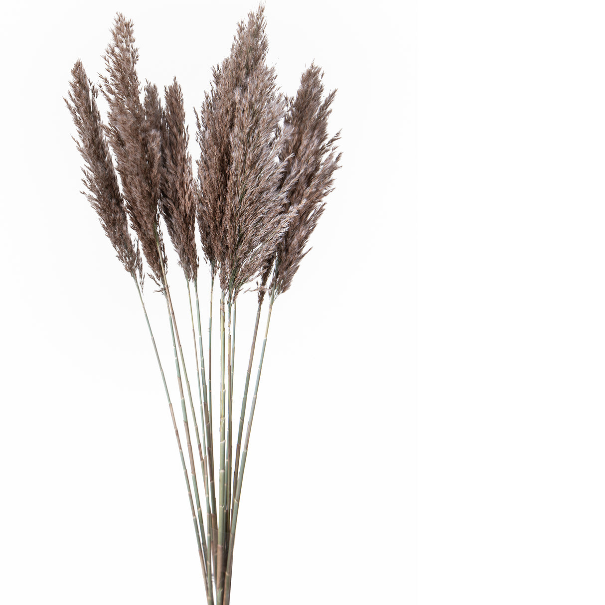 6 Pezzi • Canne Piuma naturale • 115 cm