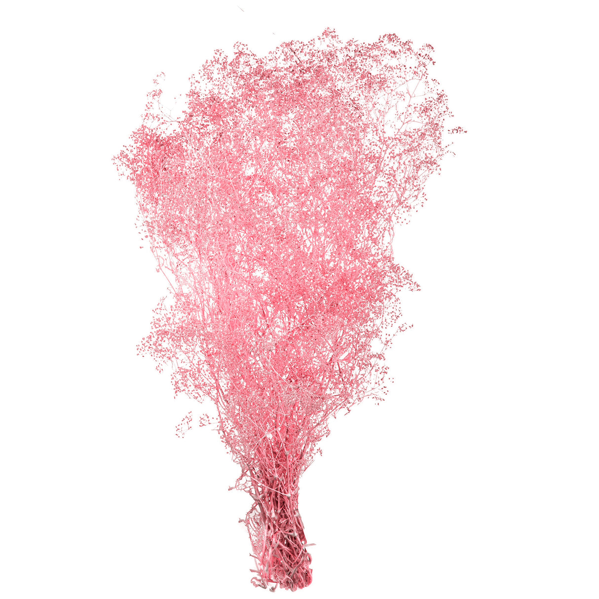 2 Pezzi • Gypsophila preservata in sacco • 60 cm