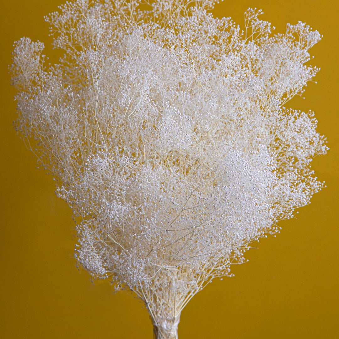 Gypsophila mini preservata con • 48 cm