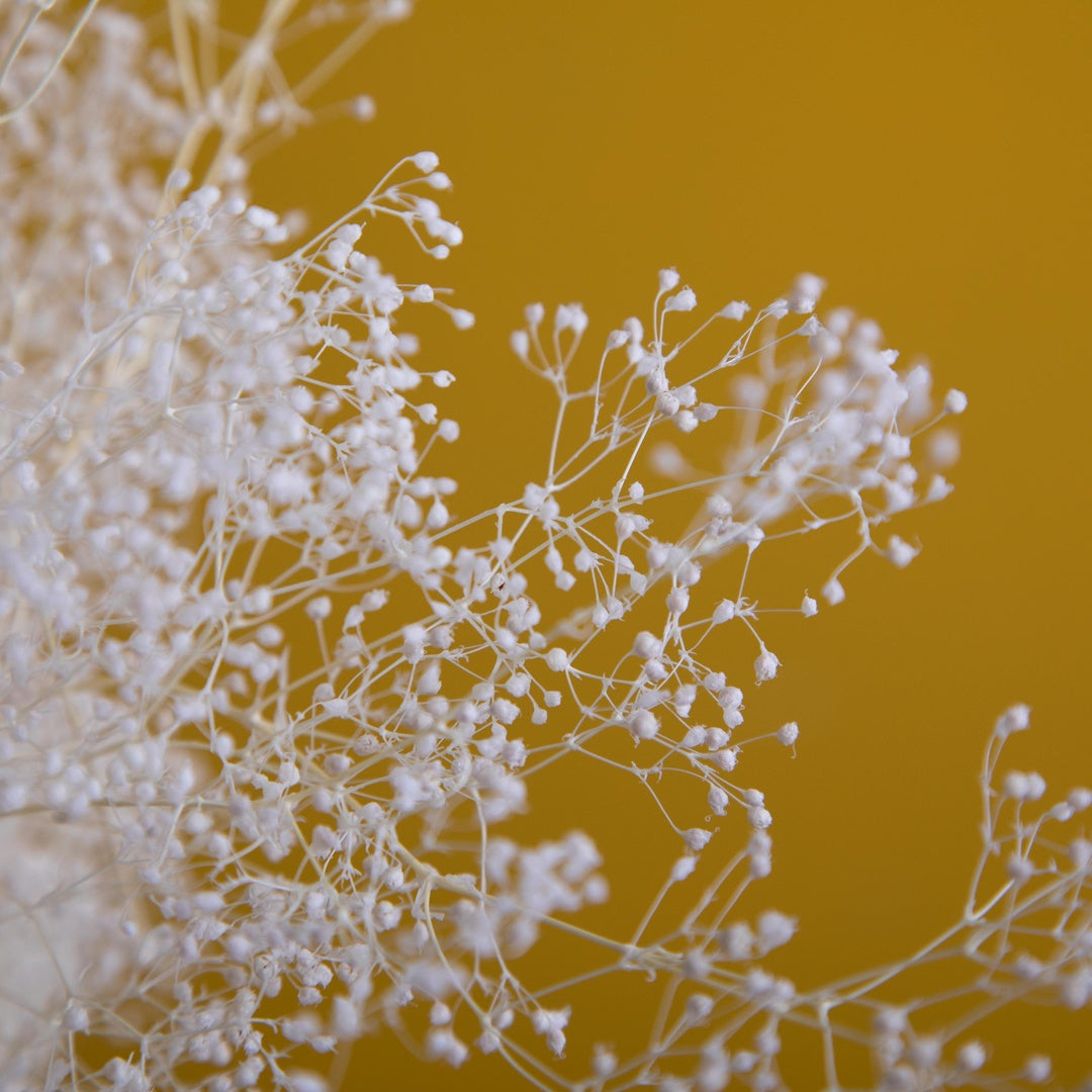 Gypsophila mini preservata con • 48 cm
