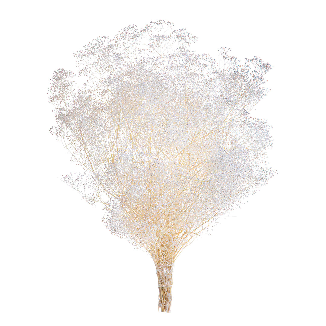 Gypsophila mini preservata con • 48 cm
