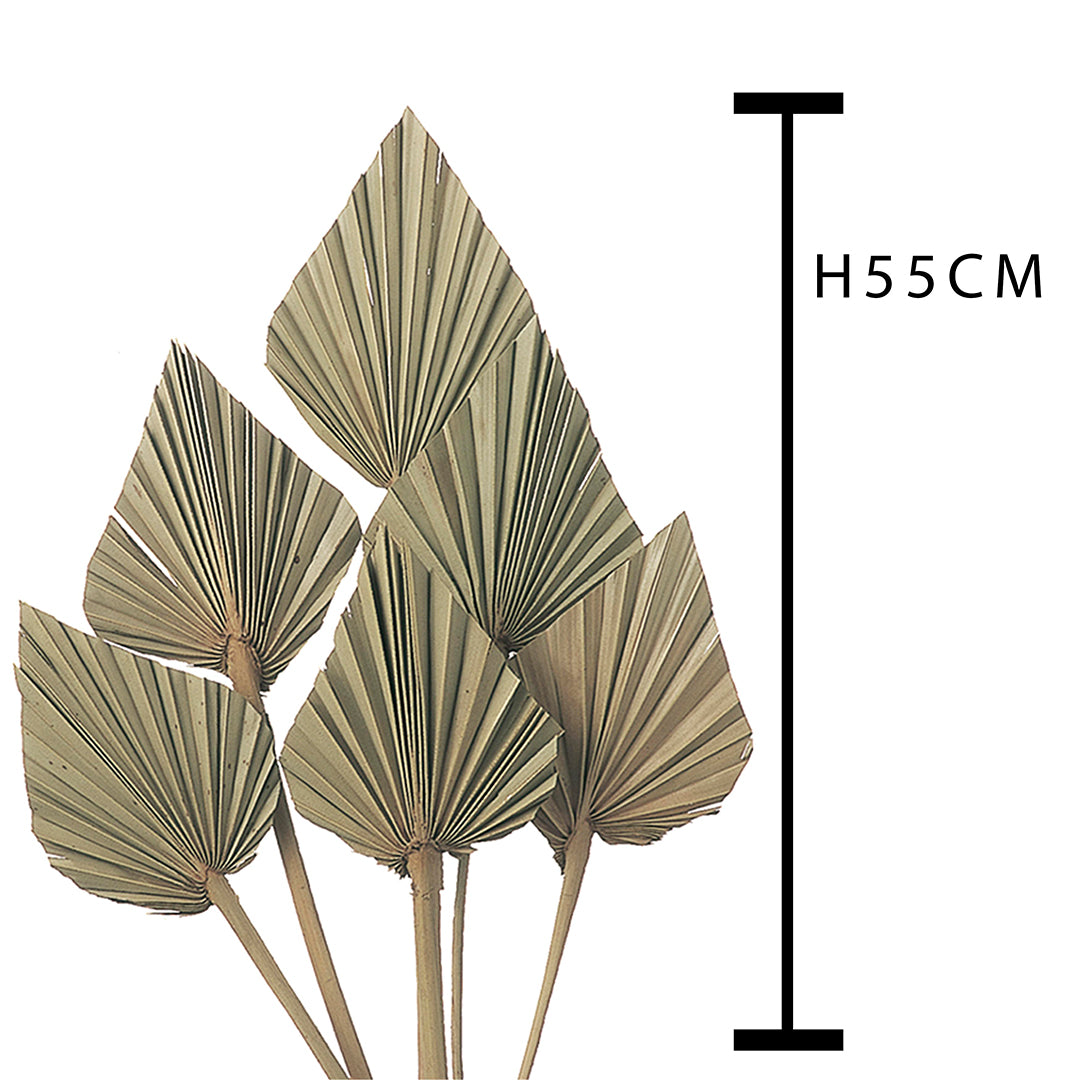 6 Pezzi • Palm spear 7 mazzi da 10 pezzi nat • 55 cm