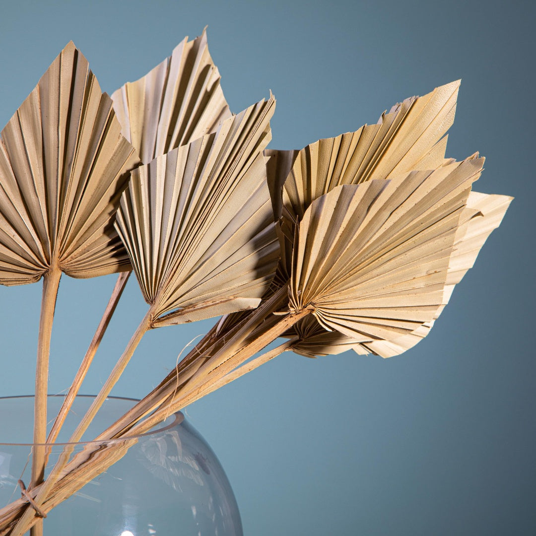 6 Pezzi • Palm spear 7 mazzi da 10 pezzi nat • 55 cm