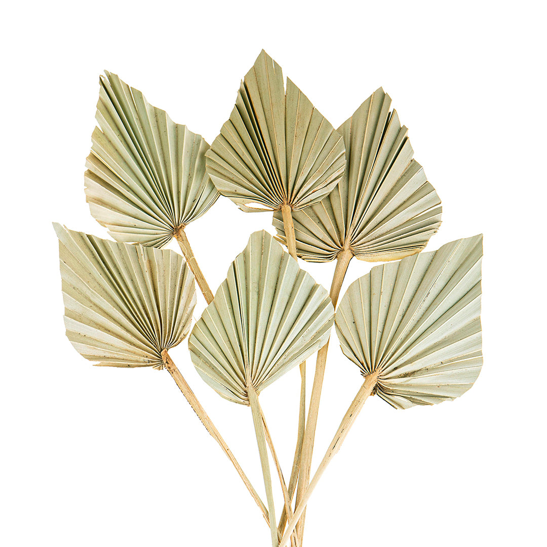 6 Pezzi • Palm spear 7 mazzi da 10 pezzi nat • 55 cm