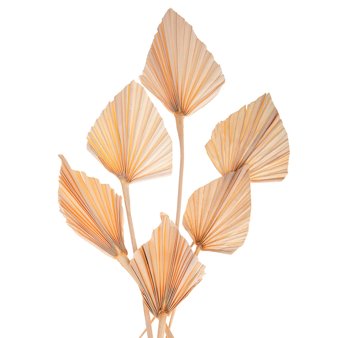 4 Pezzi • Palm spear 5 mazzi da 7 pezzi bianca • 40 cm