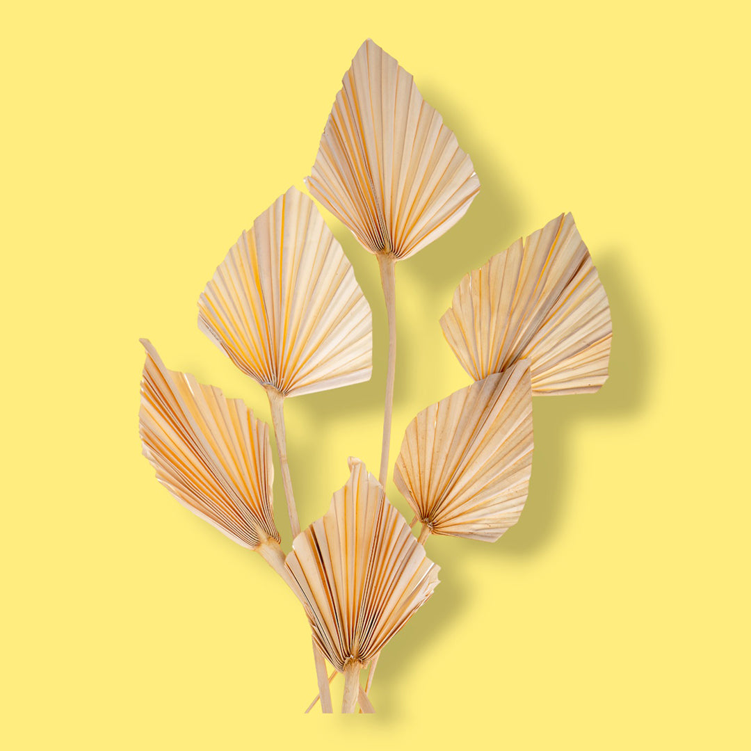 4 Pezzi • Palm spear 5 mazzi da 7 pezzi bianca • 40 cm