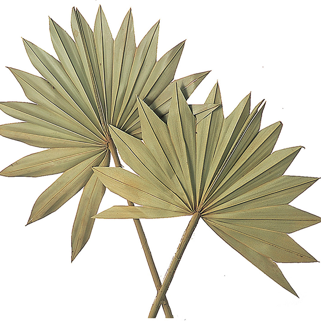 6 Pezzi • Palm sun cut da 7 pezzi nat • 64 cm