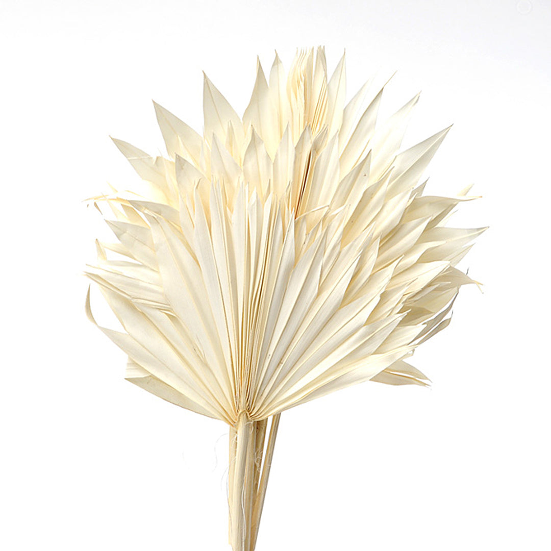 4 Pezzi • Palm sun cut 3 mazzi da 7 pezzi bianche • 65 cm