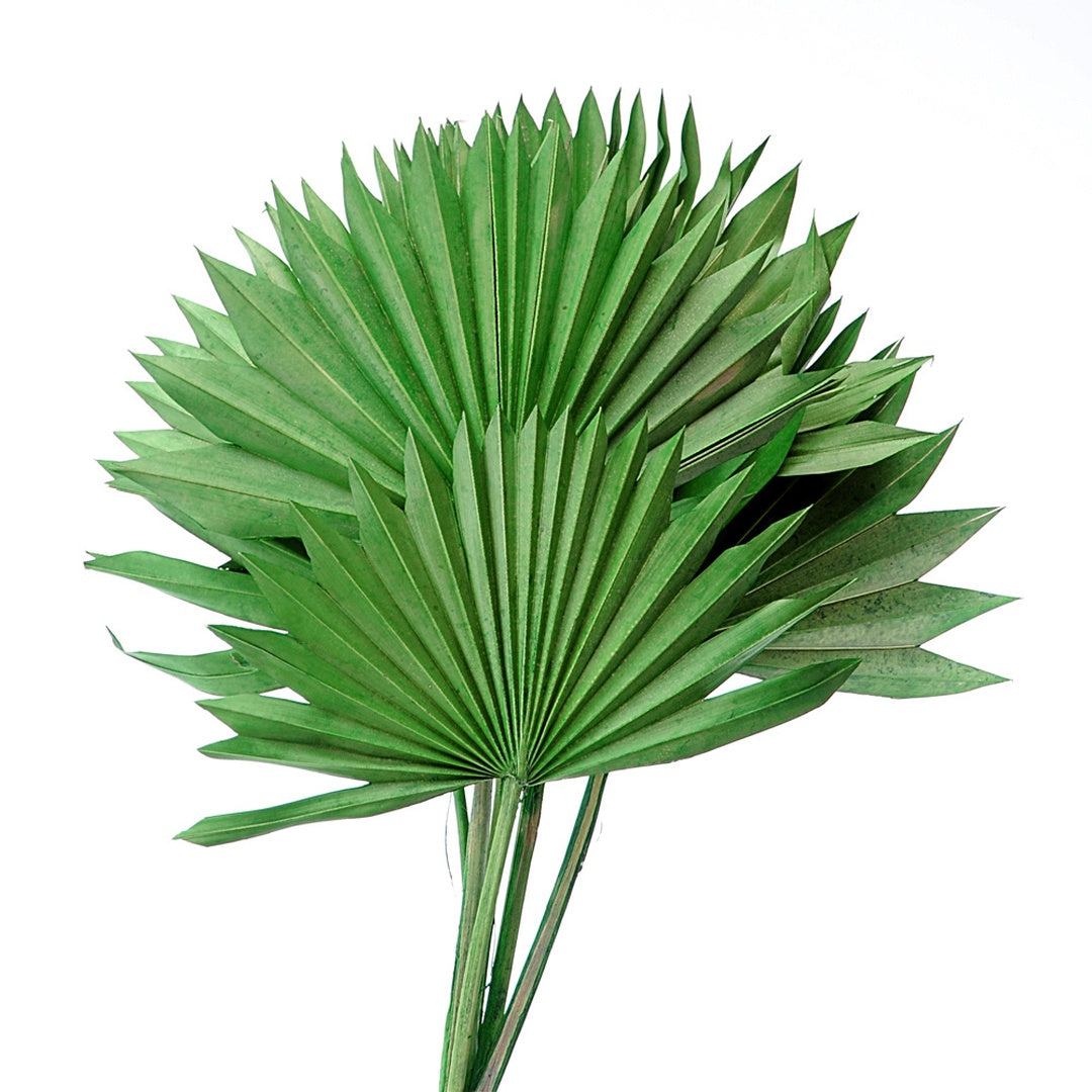 4 Pezzi • Palm sun cut 5 mazzi da 7 pezzi colorate • 65 cm