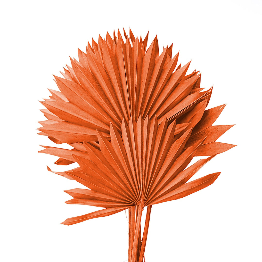 4 Pezzi • Palm sun cut 5 mazzi da 7 pezzi colorate • 65 cm