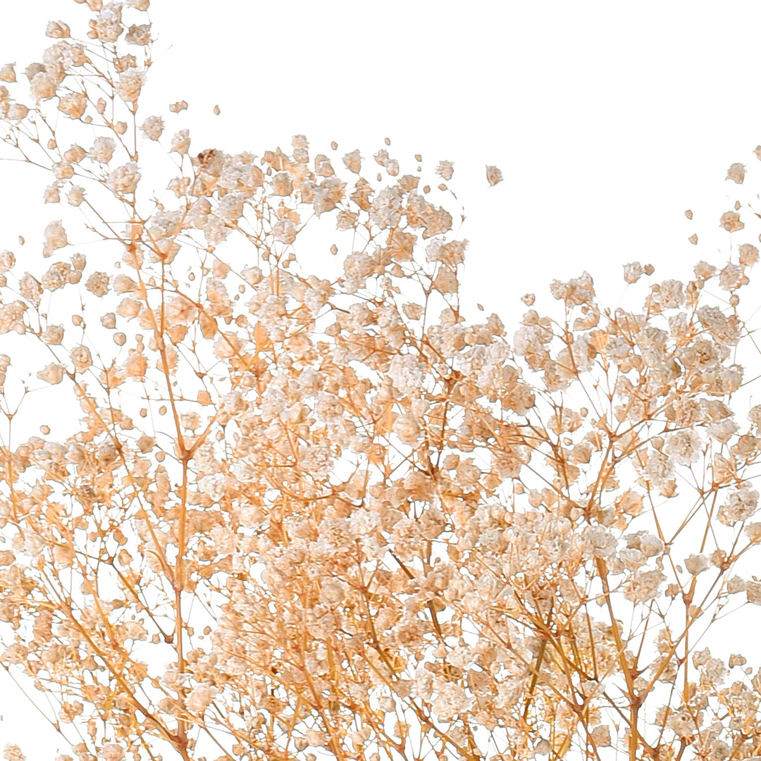 2 Pezzi • Gypsophila grande preservata • 65 cm