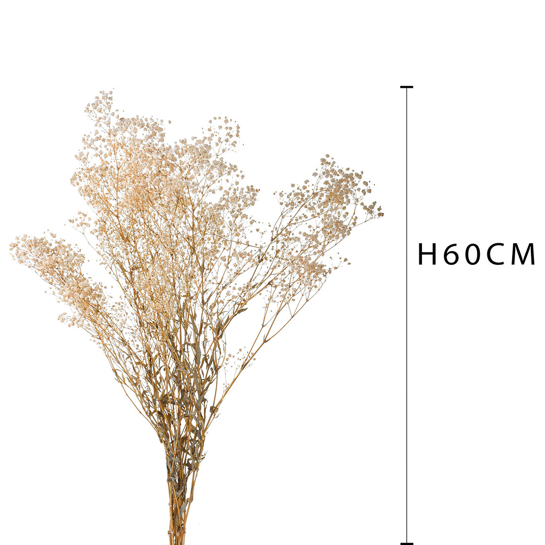 2 Pezzi • Gypsophila grande preservata • 65 cm