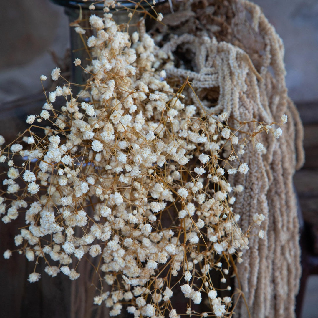2 Pezzi • Gypsophila grande preservata • 65 cm