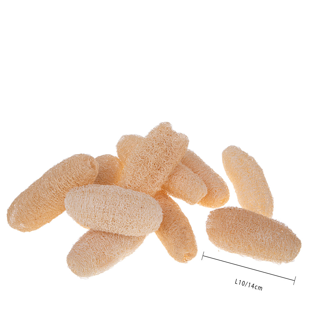 6 Pezzi • Luffa 10/14 Cm 10 Pz Bianca Sacco • 27 cm