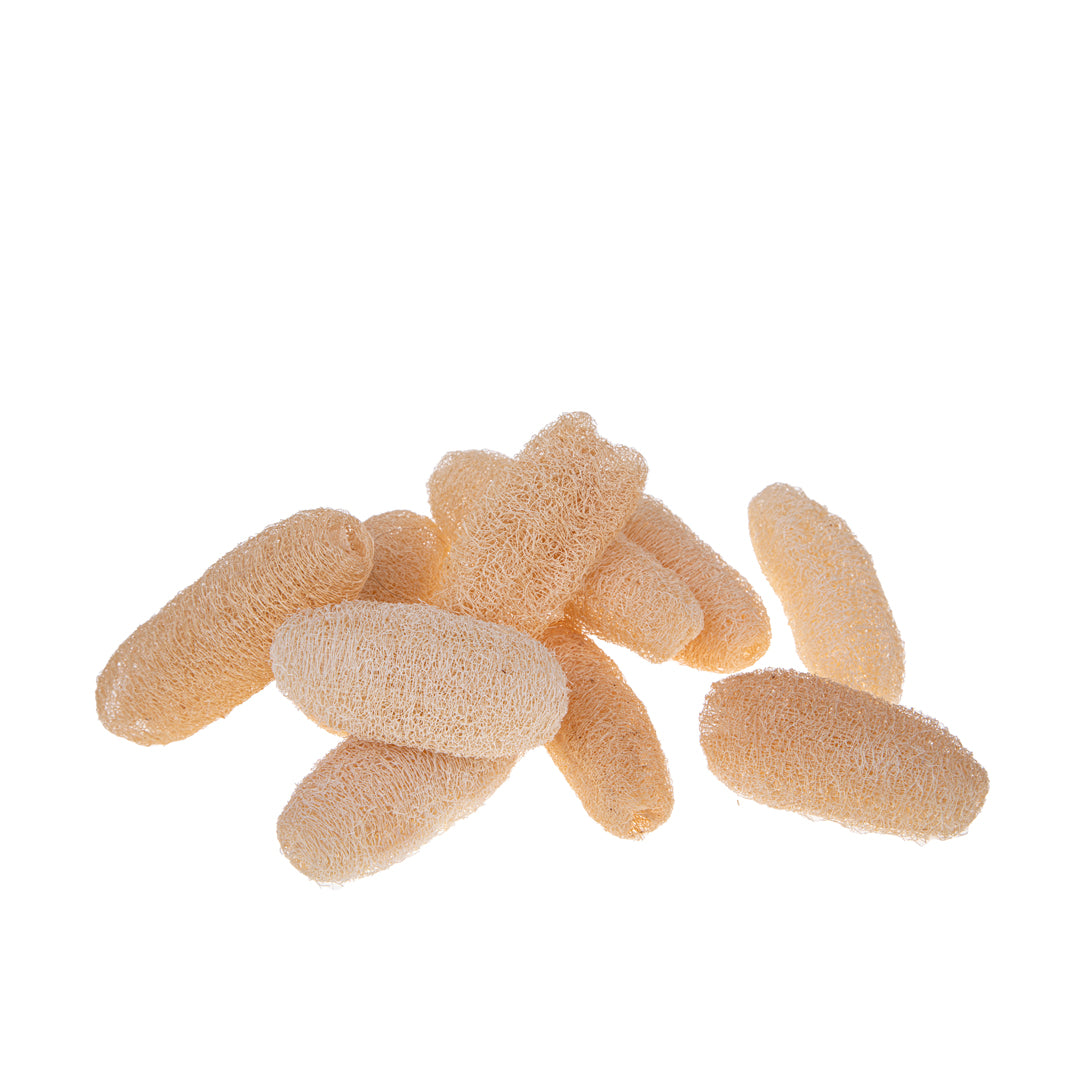 6 Pezzi • Luffa 10/14 Cm 10 Pz Bianca Sacco • 27 cm