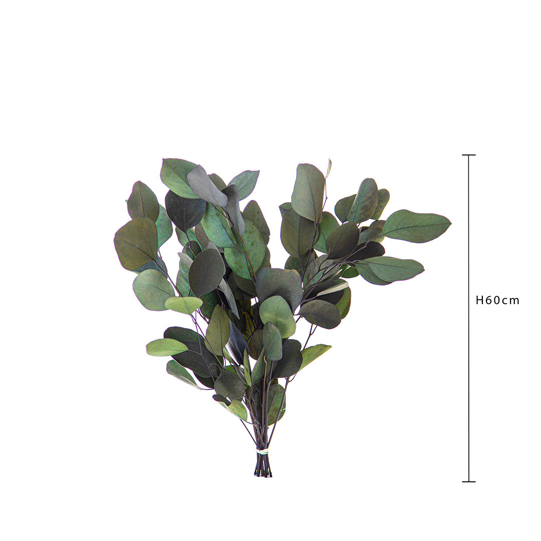 2 Pezzi • Eucaliptus populus preservato • 74 cm