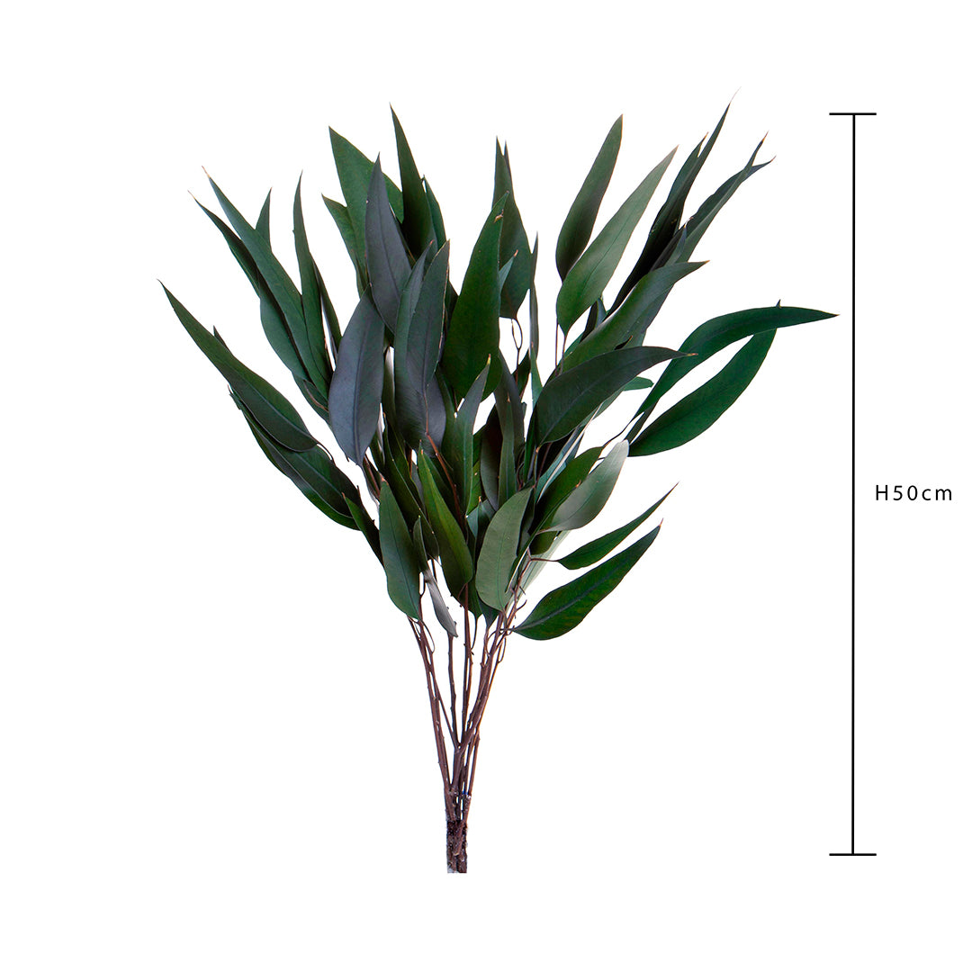 2 Pezzi • Eucalyptus willow preservato • 75 cm