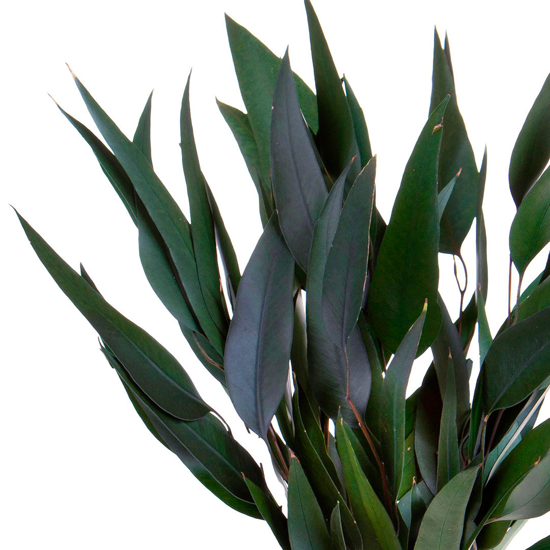 2 Pezzi • Eucalyptus willow preservato • 75 cm