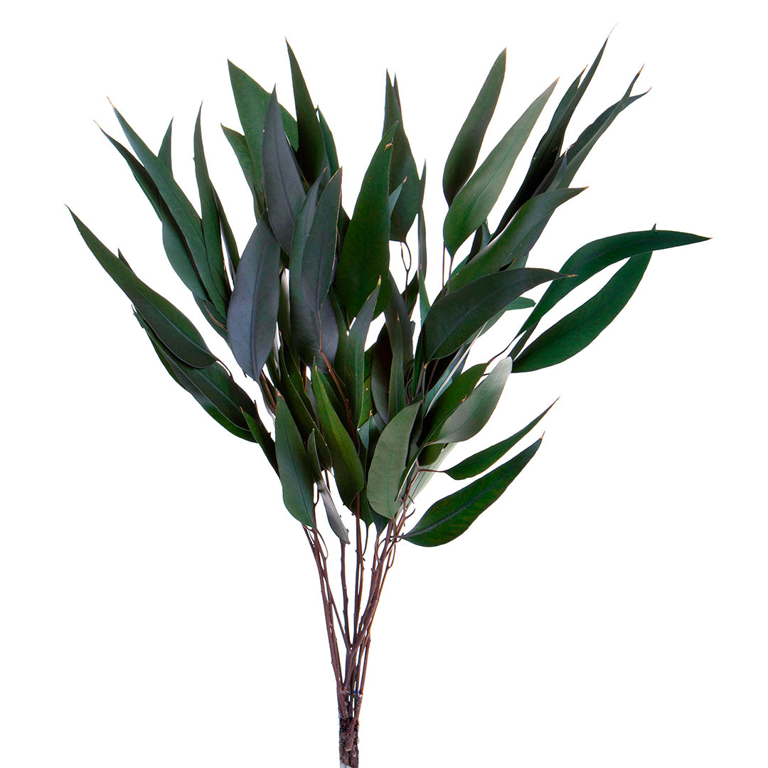 2 Pezzi • Eucalyptus willow preservato • 75 cm