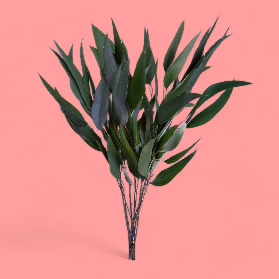 2 Pezzi • Eucalyptus willow preservato • 75 cm