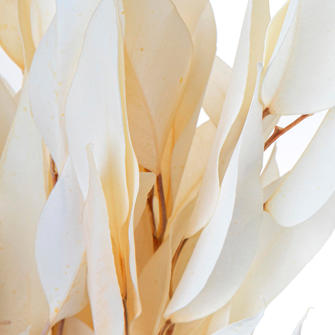 2 Pezzi • Eucalyptus willow preservato • 50 cm