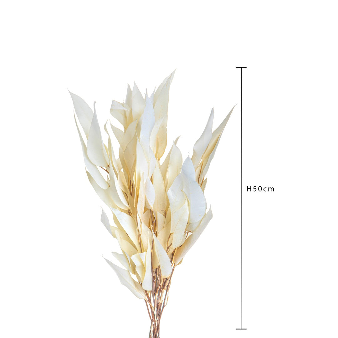 2 Pezzi • Eucalyptus willow preservato • 50 cm