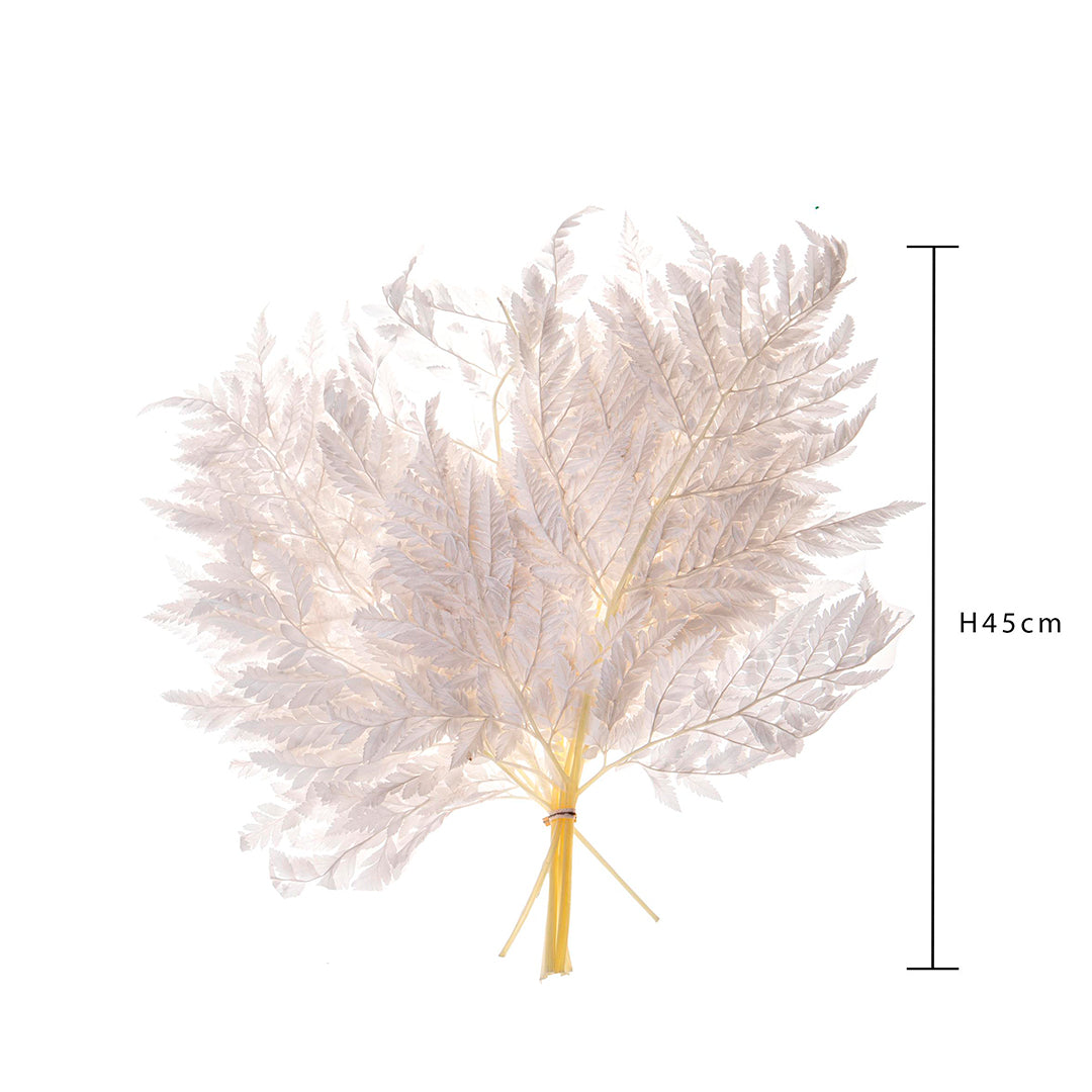 2 Pezzi • Felce 2 mazzi da 10 pezzi sbiancata preservata • 45 cm